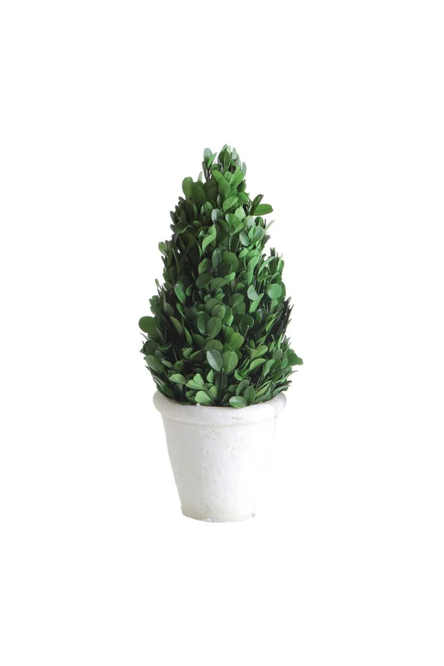 4″ Round x 11″H Preserved Boxwood Cone Topiary in Clay Pot