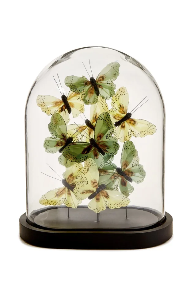 OVAL BUTTERFLIES IN DOME